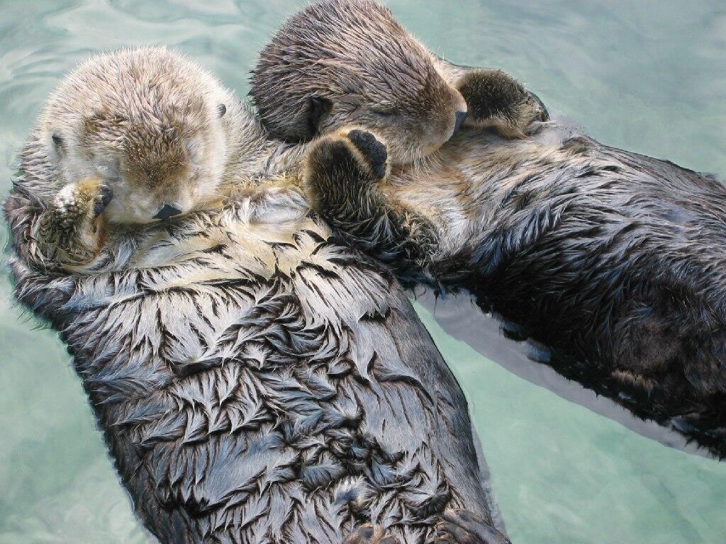 Sea otters hold hands while sleeping so they don't drift away from each other.