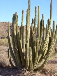 In Arizona it’s a class 4 felony to cut a cactus