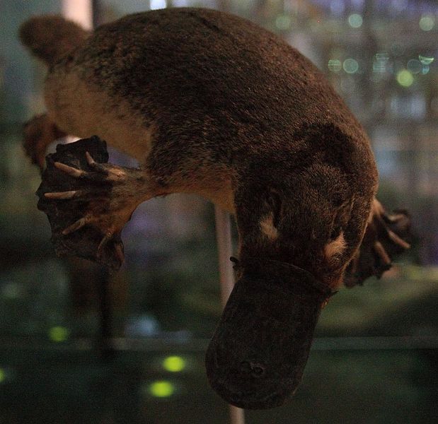 Mammals : the Duck-Billed Platypus