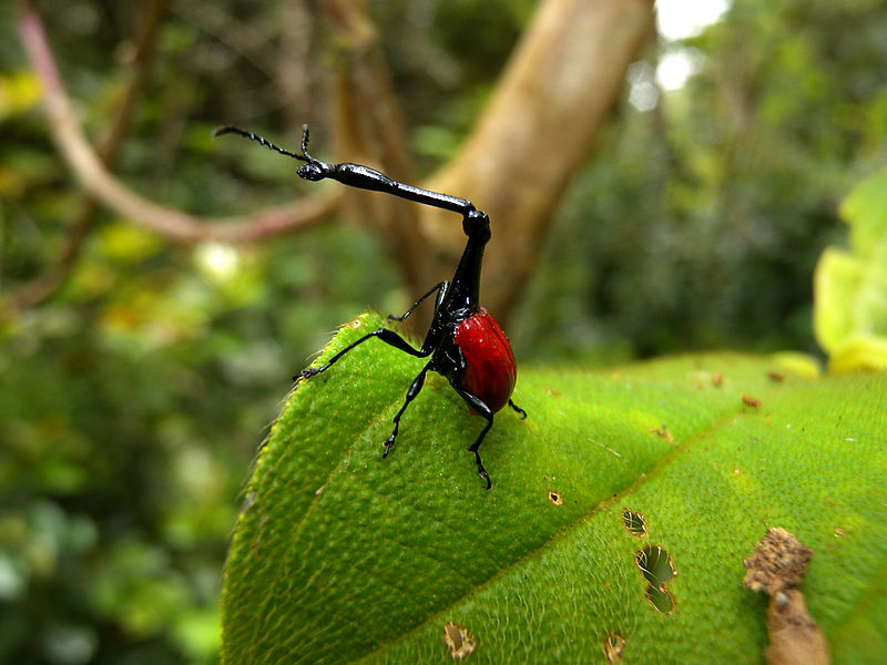 Insects: the Giraffe Weevil