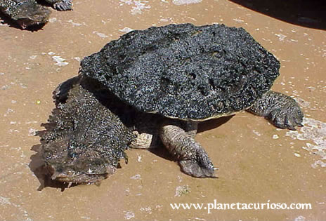 Reptiles : the Mata Mata Turtle