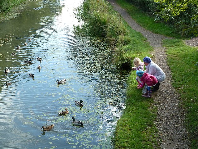 Feeding bread to ducks can be harmful to them