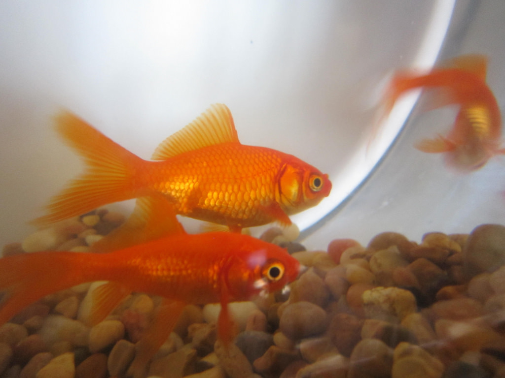 Goldfish Bowls aren’t the best places to keep your Goldfish