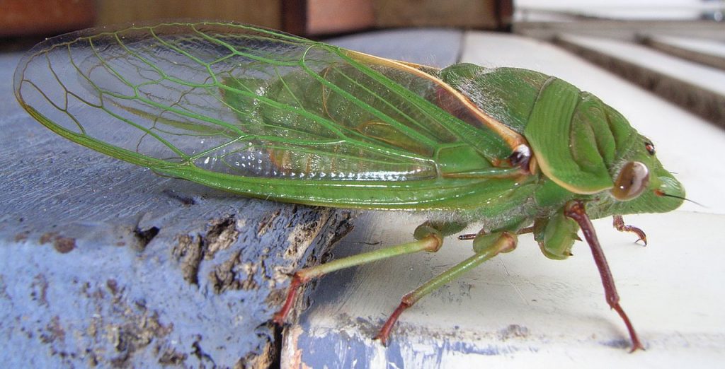 Australian insect